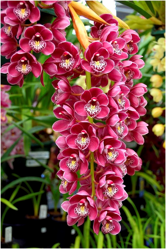 Fresh Wholesale Wedding Cymbidium Orchids For a Fresh Start to Your ...
